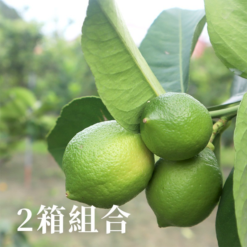 【屏東高樹】四季優利卡檸檬(5台斤)-兩箱優惠組