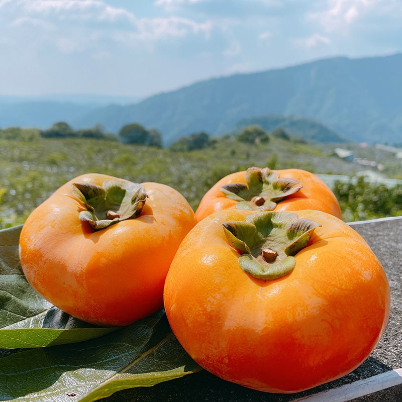 摩天嶺甜柿 產季產地新鮮直送 花御所 富有甜柿品種 7a 15顆平裝箱