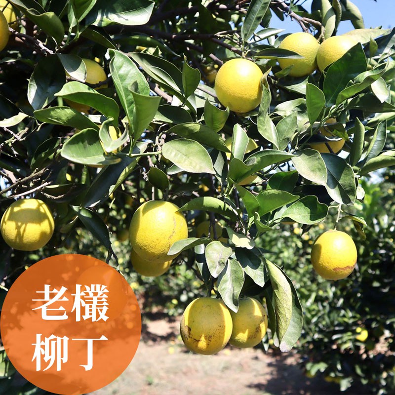 【濃橙柳丁】雲林斗六-老欉柳丁(30台斤)