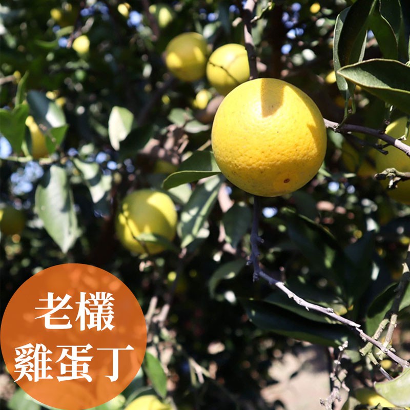 【濃橙柳丁】雲林斗六-老欉雞蛋丁(7台斤)
