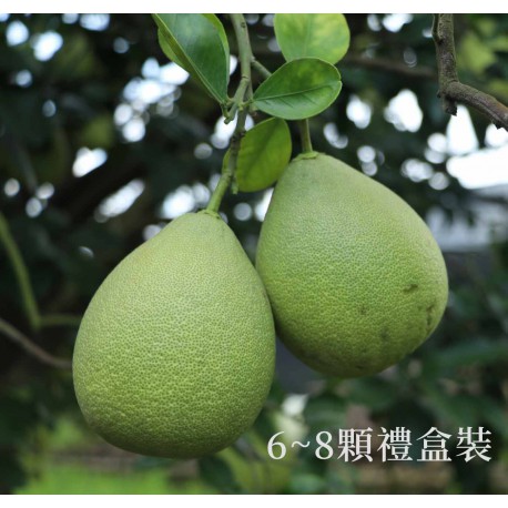 【台南麻豆】頂級老欉文旦禮盒(5斤) 【台南麻豆】頂級老欉文旦禮盒(5斤)