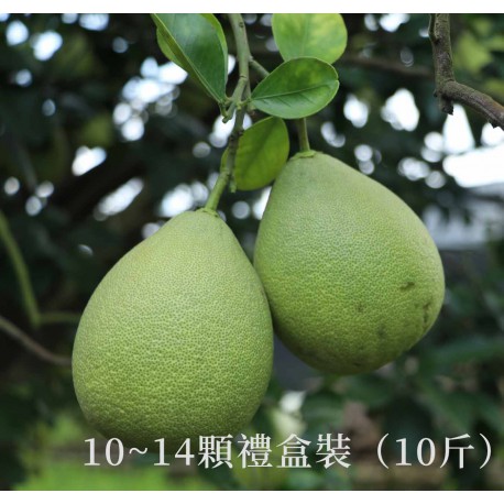 【台南麻豆】頂級老欉文旦禮盒(10斤) 【台南麻豆】頂級老欉文旦禮盒(10斤)