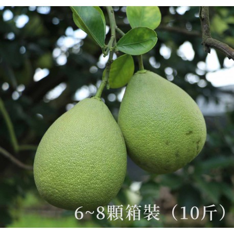【台南麻豆】頂級老欉紅文旦箱裝(10斤）