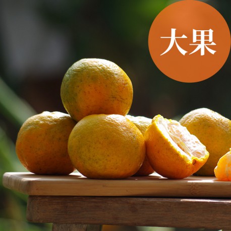 恬橘椪柑：40年的老欉椪柑(大果10台斤裝)