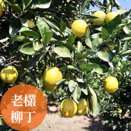 濃橙柳丁：雲林斗六樹齡25年以上老欉柳丁