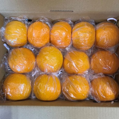 【台中石岡】套袋後熟椪柑-中果5斤禮盒裝