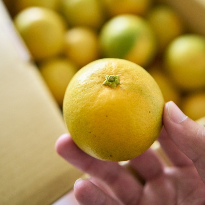【新竹芎林】自然甘甜黃蜜橙-家庭箱20斤