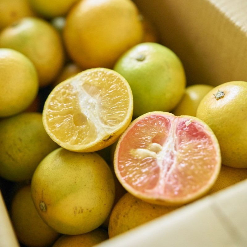 【新竹芎林】自然甘甜黃蜜橙+紅蜜橙綜合組-家庭箱20斤