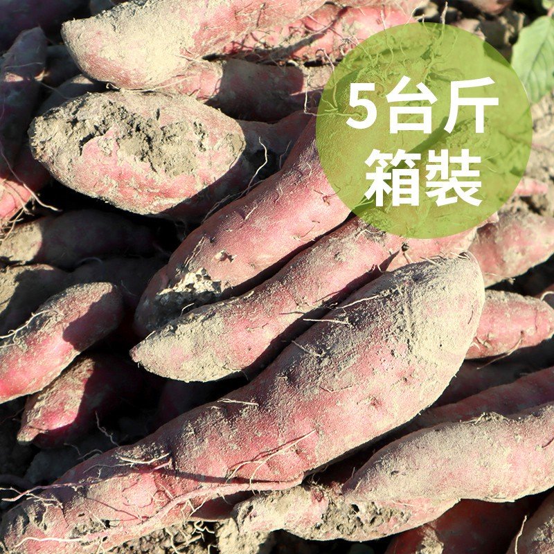 【台南佳里】有機轉型期栗子地瓜(5台斤)
