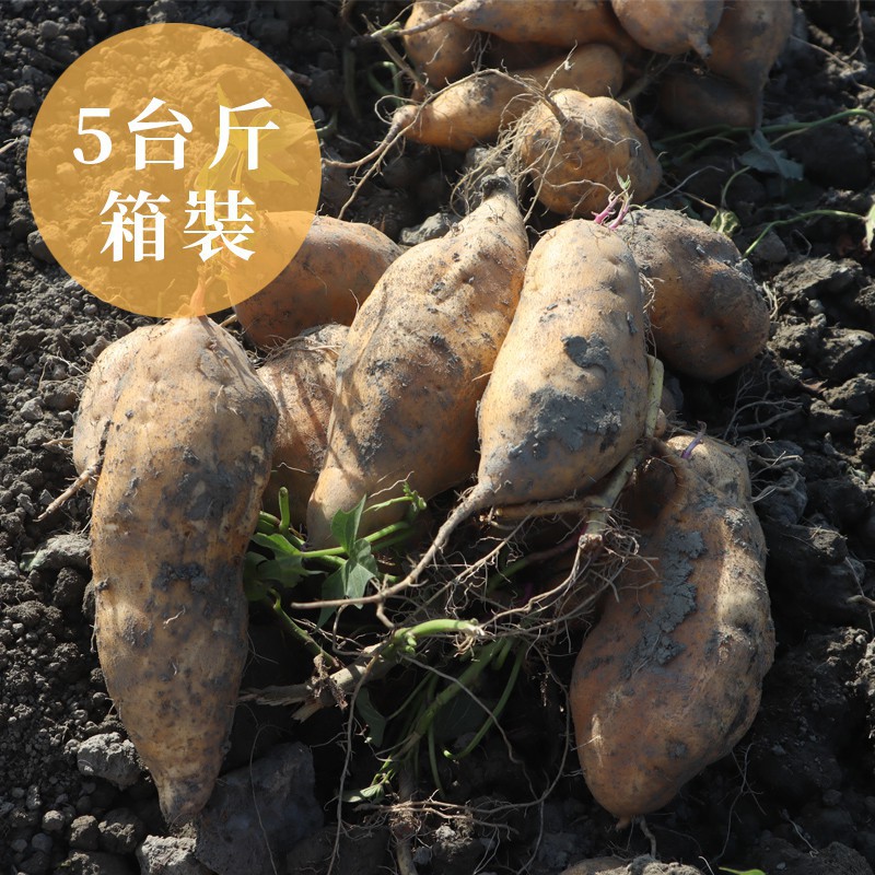 【好憨吉】台農57號-黃金地瓜-小箱5台斤