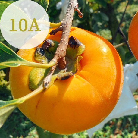 摩天嶺甜柿：果大型美，高甜度，肉質緻密，口感清脆