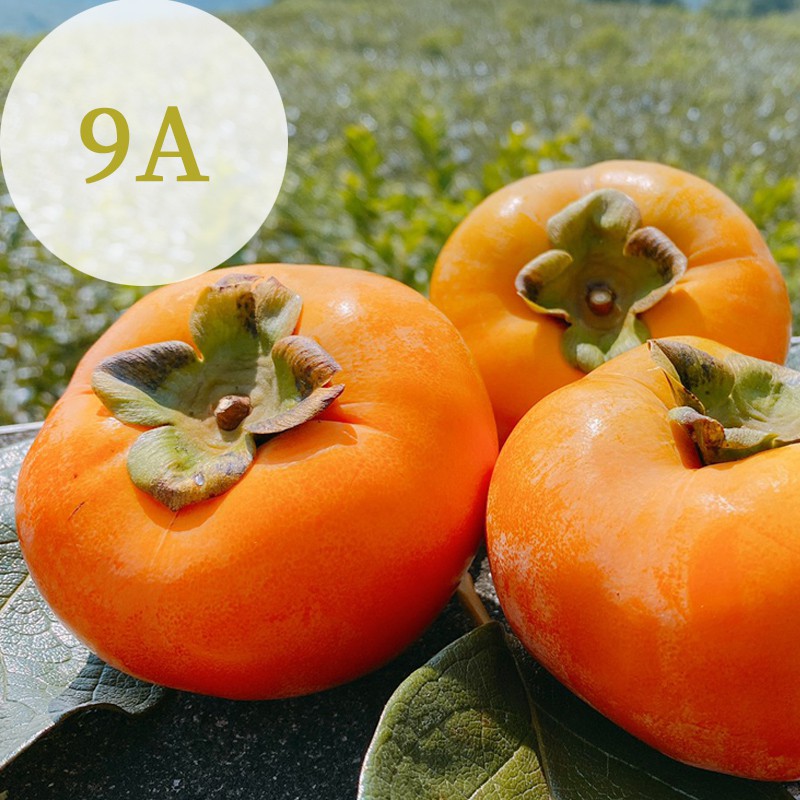 【秋紅柿務所】花御所/富有甜柿(9A)-12顆平裝箱