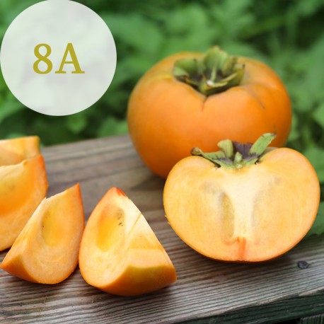 在欉紅：自然熟成，果色均勻紅通才採摘