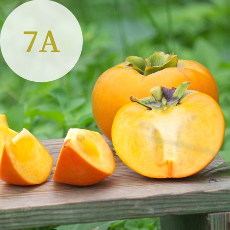 摩天嶺甜柿：果大型美，高甜度，肉質緻密，口感清脆