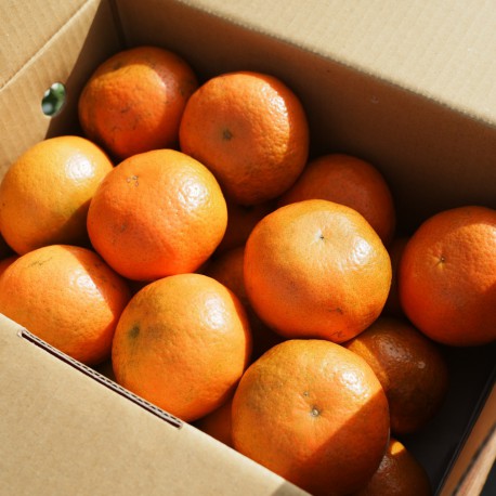 【苗栗卓蘭】酸甜濃郁佛利蒙柑-小果5斤裝