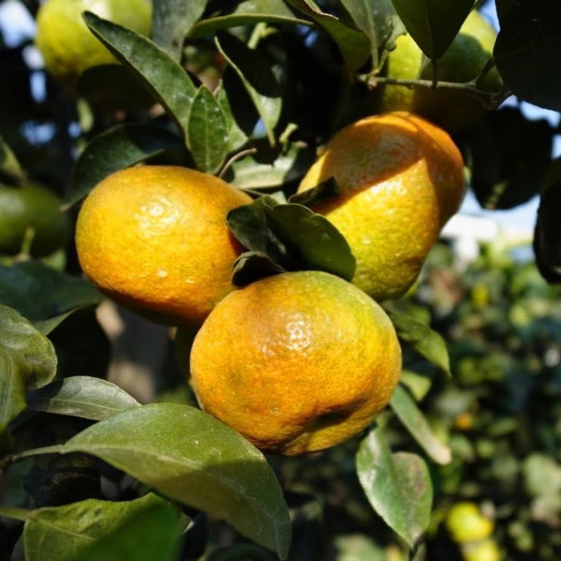 【苗栗卓蘭】果香濃郁黃皮砂糖橘(3台斤)