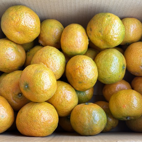 【苗栗卓蘭】果香濃郁黃皮砂糖橘(5台斤)