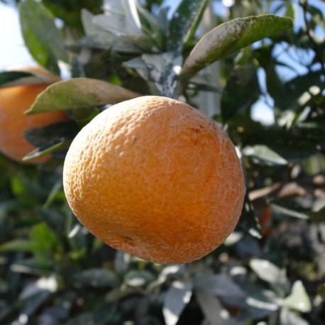 【苗栗卓蘭】多汁鮮甜茂谷柑-特大果30A-(10顆禮盒裝)