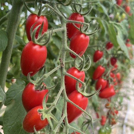 風味濃郁露露小番茄(4盒禮盒裝)：產地產季新鮮直送
