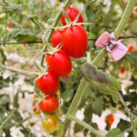 風味濃郁露露小番茄(10盒分享箱)：產地產季新鮮直送