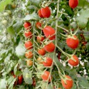 嘉義民雄-自然酸甜小番茄