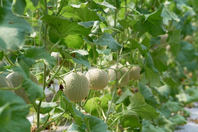 採「一株一果」溫室栽培的網紋洋香瓜