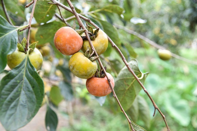 台灣常見的澀柿品種石柿