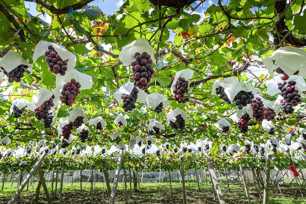 葡萄為蔓性果樹，種植上會架設棚架，支撐其枝幹生長。Adobe Stock
