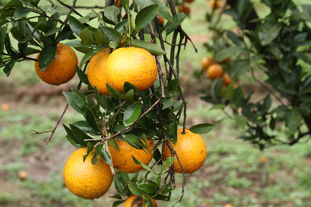 橘子為芸香科柑橘屬的一種水果