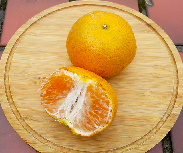 桶柑果色橙黃，外皮較為光滑，果皮與果肉間緊實