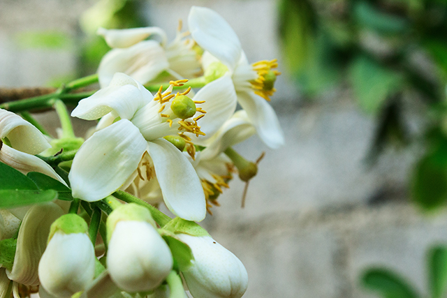 柚子於每年3至4月的春天開出白花