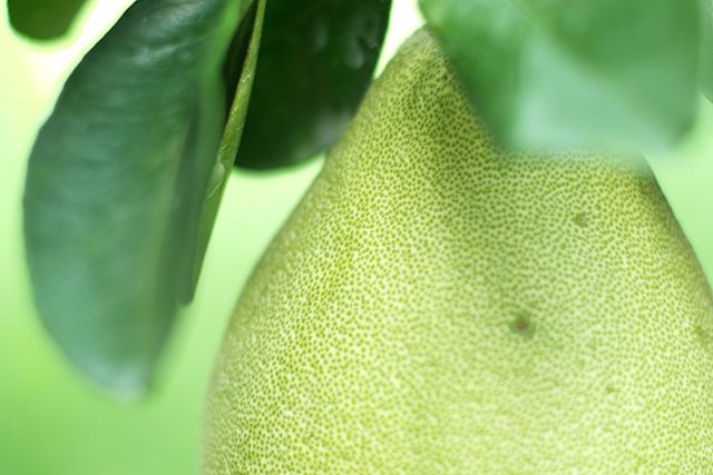 柚子表皮上可見一點一點綠色的油胞