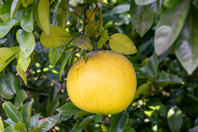 晚白柚為日本熊本縣的知名特產。 
