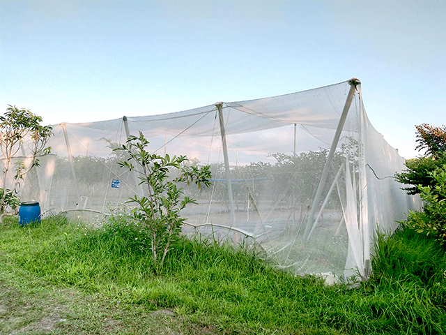 棗子在種植上多會採用網室栽培