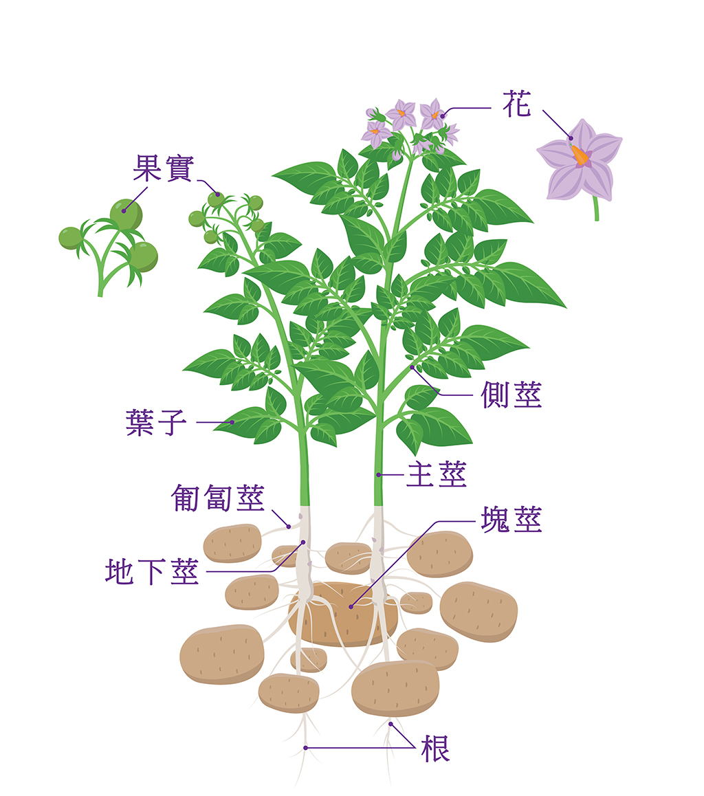 馬鈴薯植株介紹圖