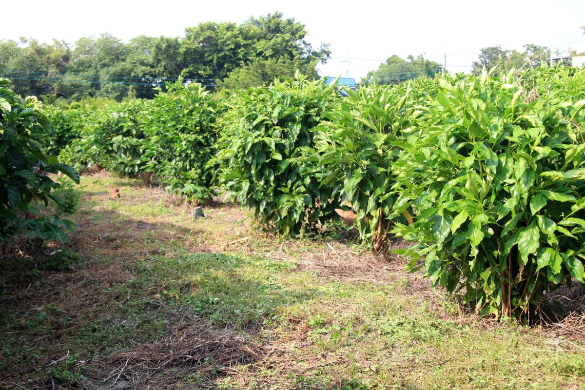禾津農場採用友善無毒、草木共生的方式種植諾麗果，人工除草不噴農藥、除草劑。