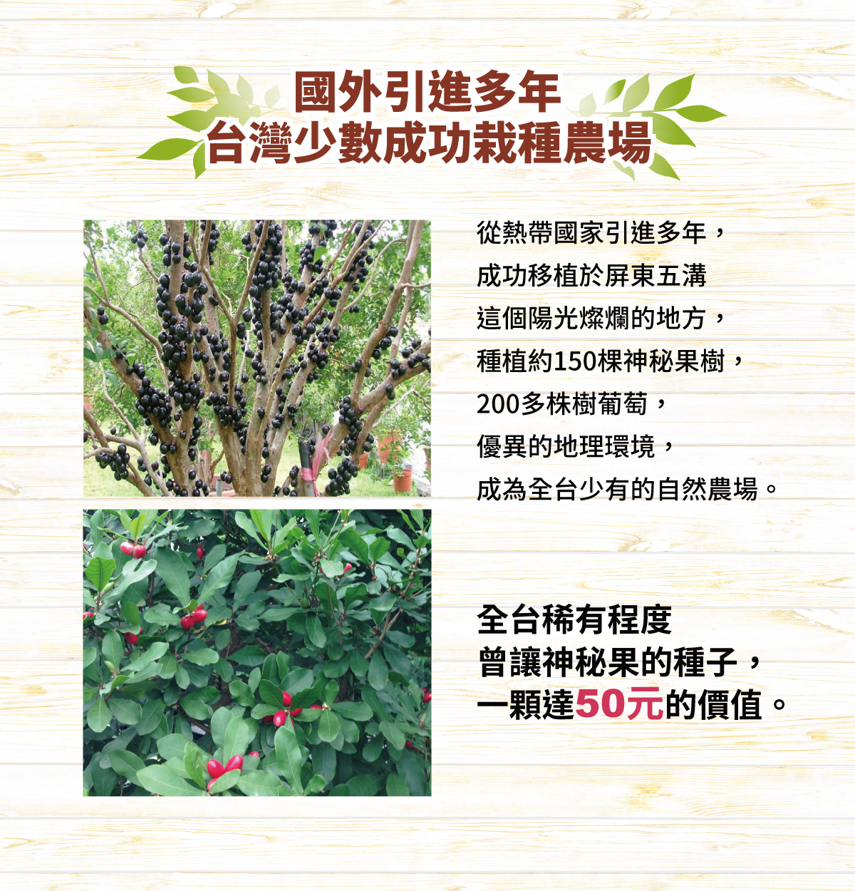 國外引進多年 台灣少數成功栽種農場