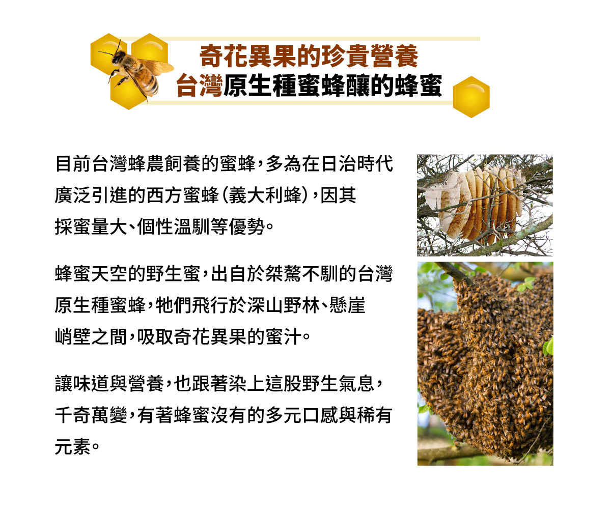 奇花異果的珍貴營養 台灣原生種蜜蜂釀的蜂蜜