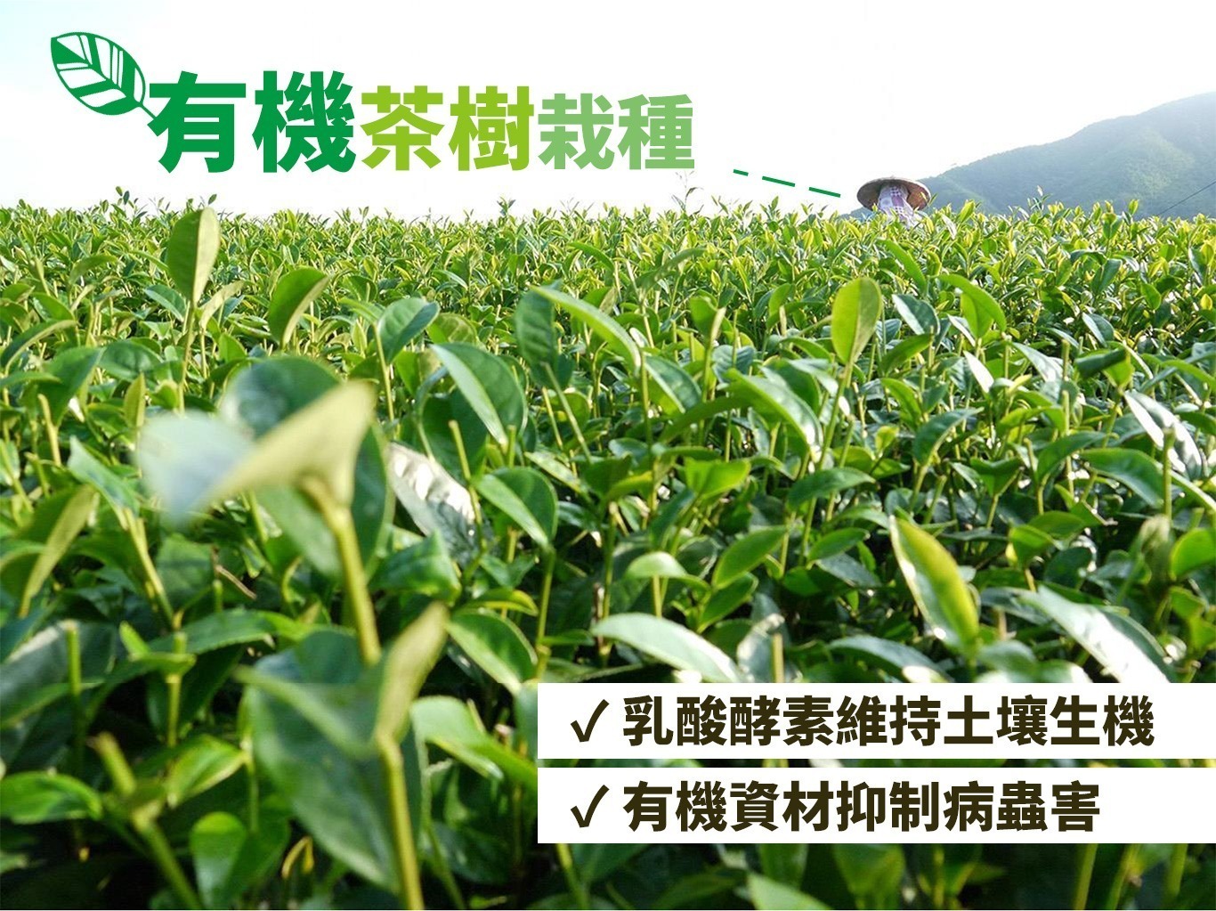 有機茶樹栽種 堅持無農藥
