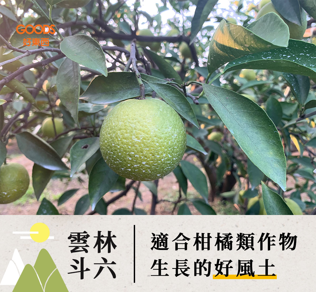 雲林斗六 適合柑橘類作物生長的好風土