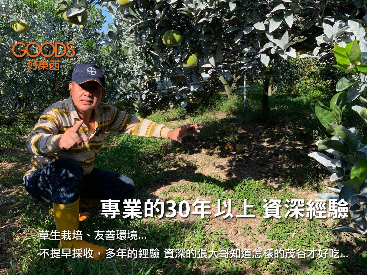 張大哥是斗六非常資深的果樹農職人，30多年的資歷和經驗，細心的照顧每一個茂谷…