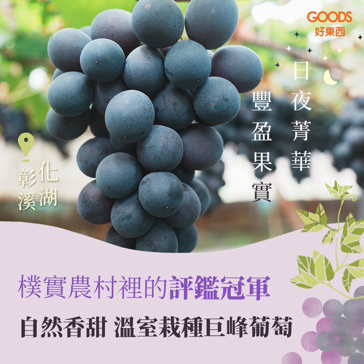 彰化溪湖溫室栽種評鑑冠軍巨峰葡萄
