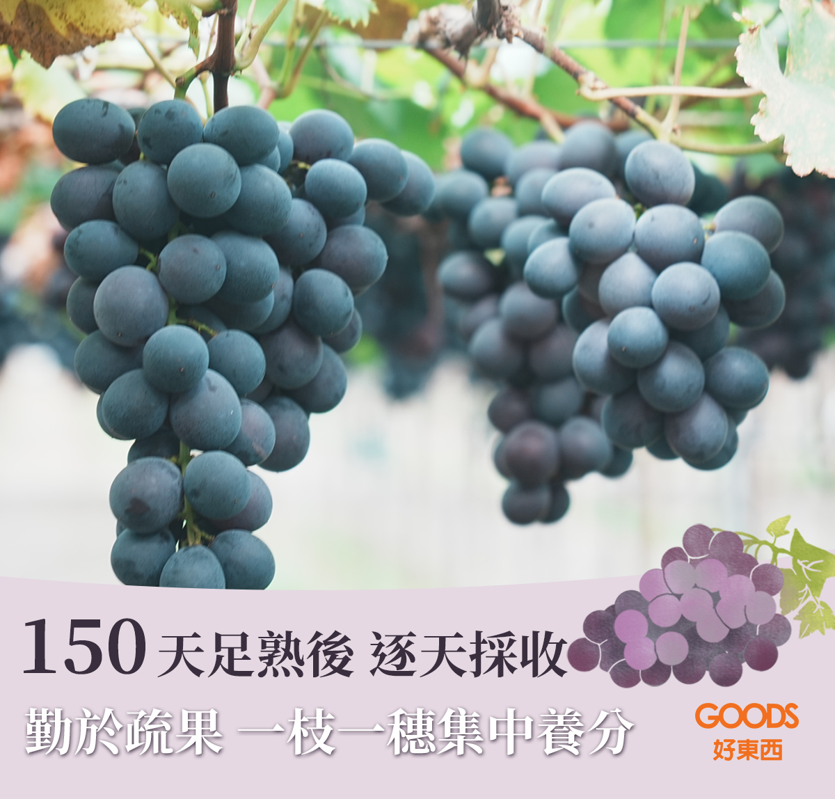 150天足熟才摘採 一枝一穗集中養分顆顆飽滿