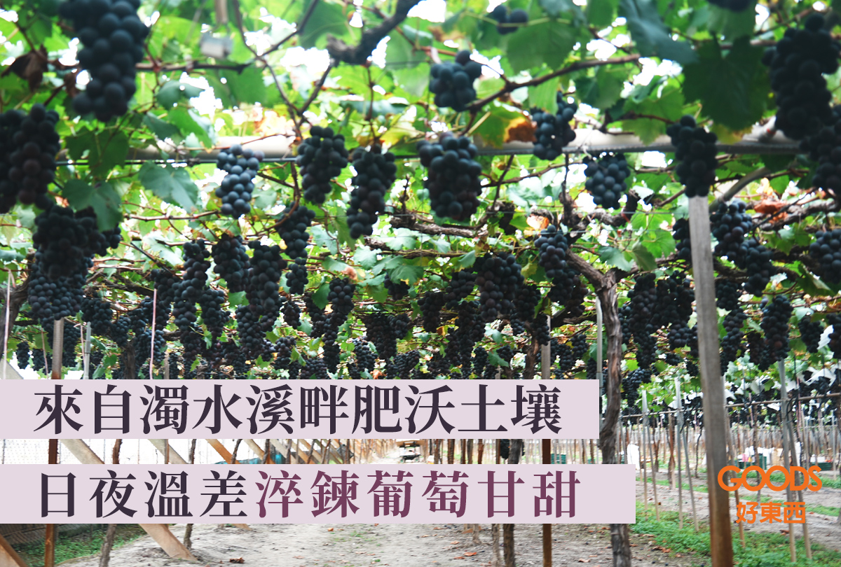 濁水溪畔肥沃土壤 日夜溫差淬鍊甘甜