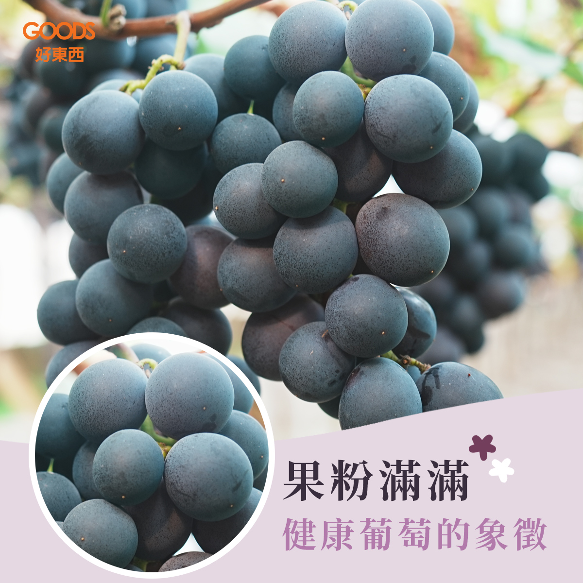 果粉滿滿 健康葡萄的象徵