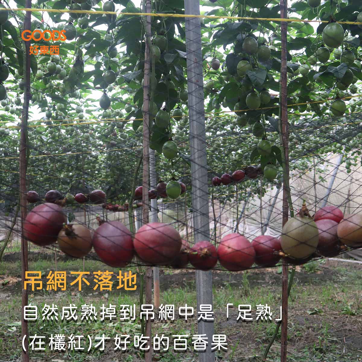 自然成熟掉到吊網中是「足熟」(在欉紅)才好吃的百香果