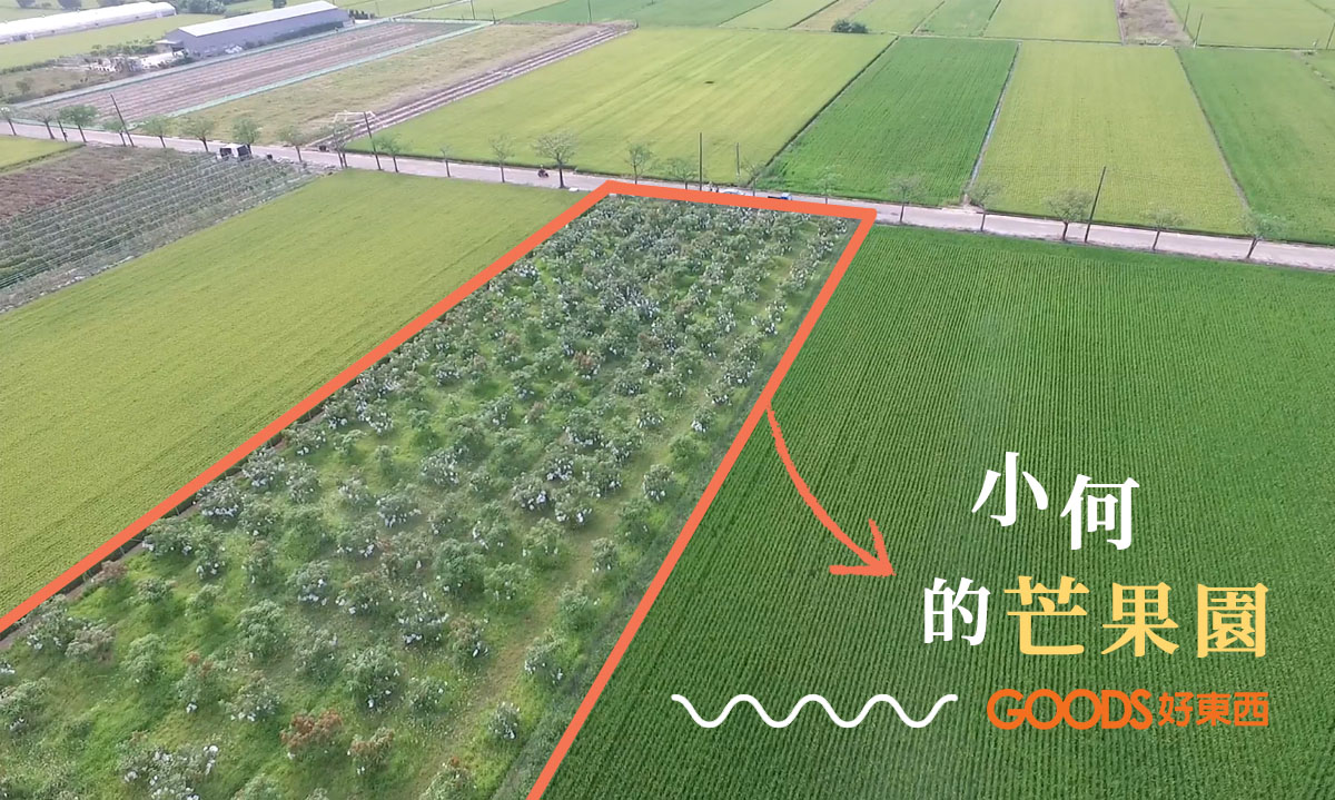 何大哥的芒果園
