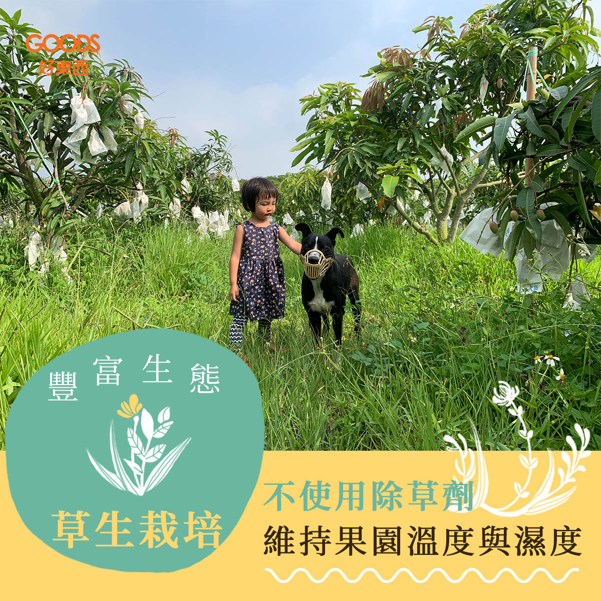 草生栽培 豐富生態