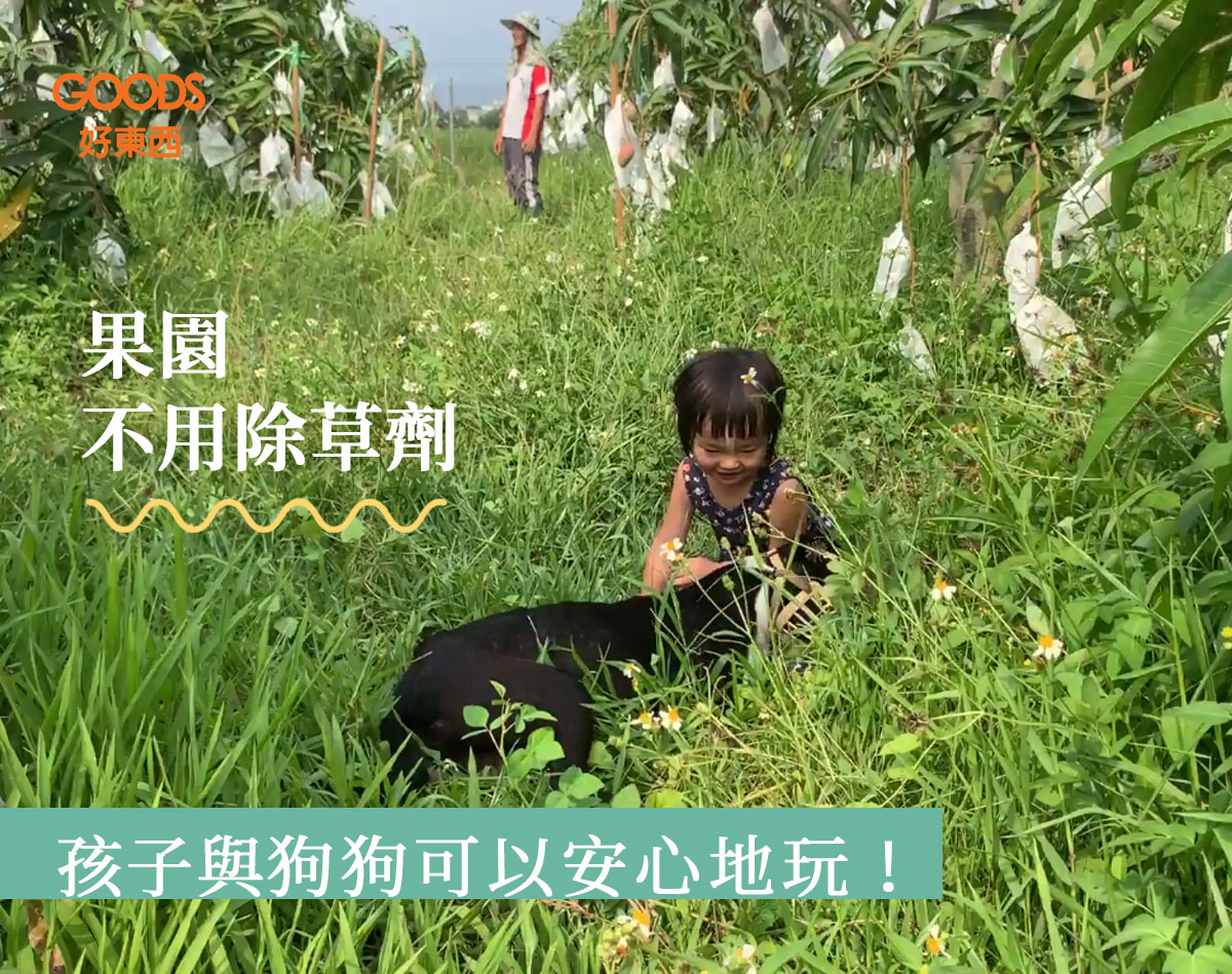 孩子們可以安心玩耍的果園