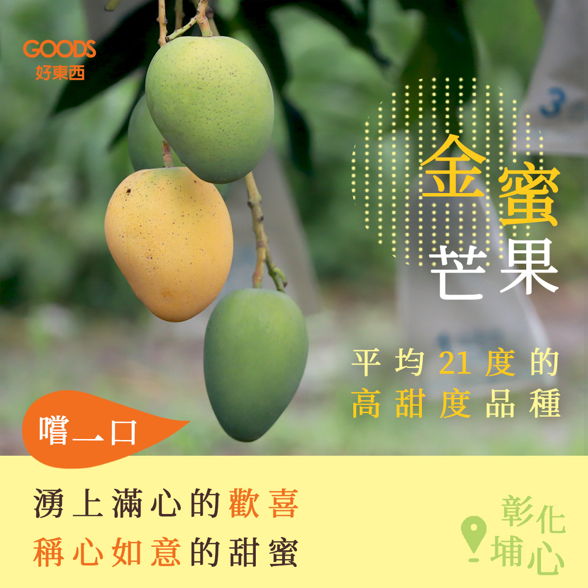 金蜜芒果 平均21度的高甜度品種